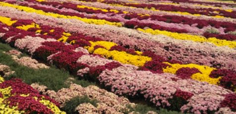 ��P(y��ng)���y(t��ng)�Ļ���̽��ͤ���L(f��ng)��