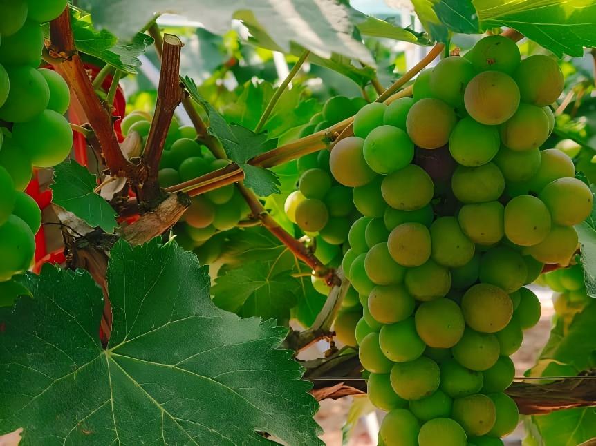 ���g���^�����ǡ�Ӌ���{(di��o)�ЈF��ͬ��ȡ��(j��ng)